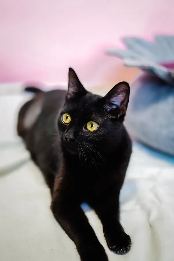 Znaleziono kota, Sosnowiec, 25 marca 2025 (5/5)