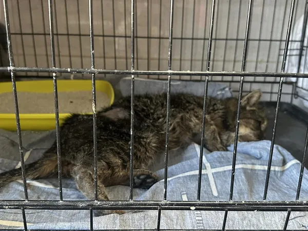 Znaleziono kota, Sosnowiec, 22 marca 2025