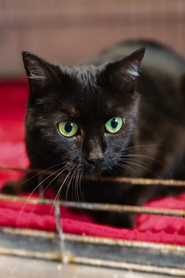 Znaleziono kota, Sosnowiec, 25 marca 2025 (3/5)