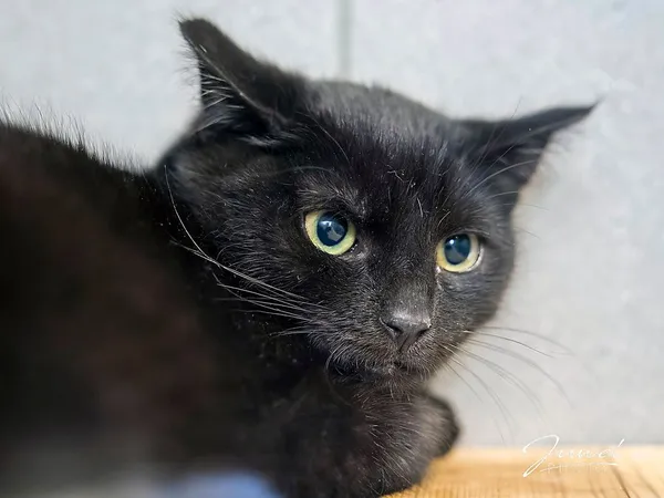 Kot do adopcji, Sopot, 27 marca 2025 (1/2)