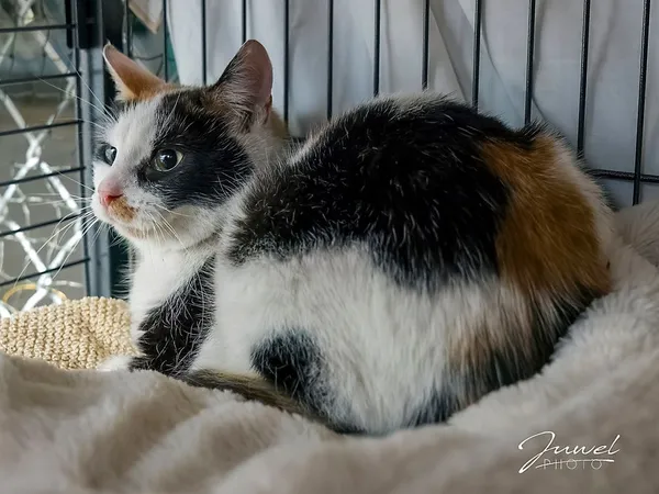 Kot do adopcji, Sopot, 27 marca 2025 (2/2)