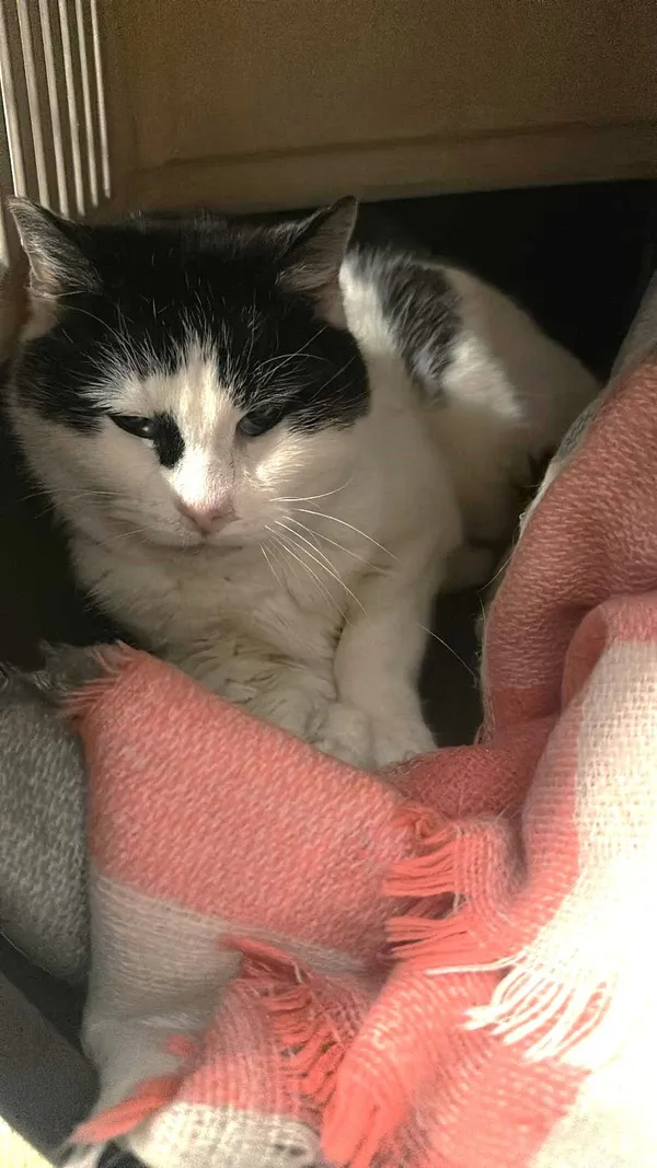 Kot do adopcji, Sopot, 27 marca 2025 (4/4)