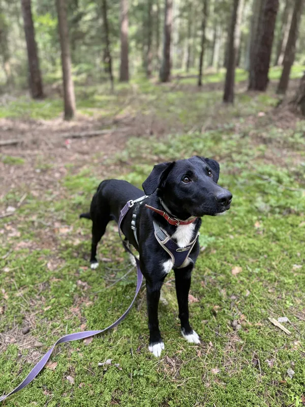 Pies do adopcji, Olsztyn, 27 marca 2025 (2/5)