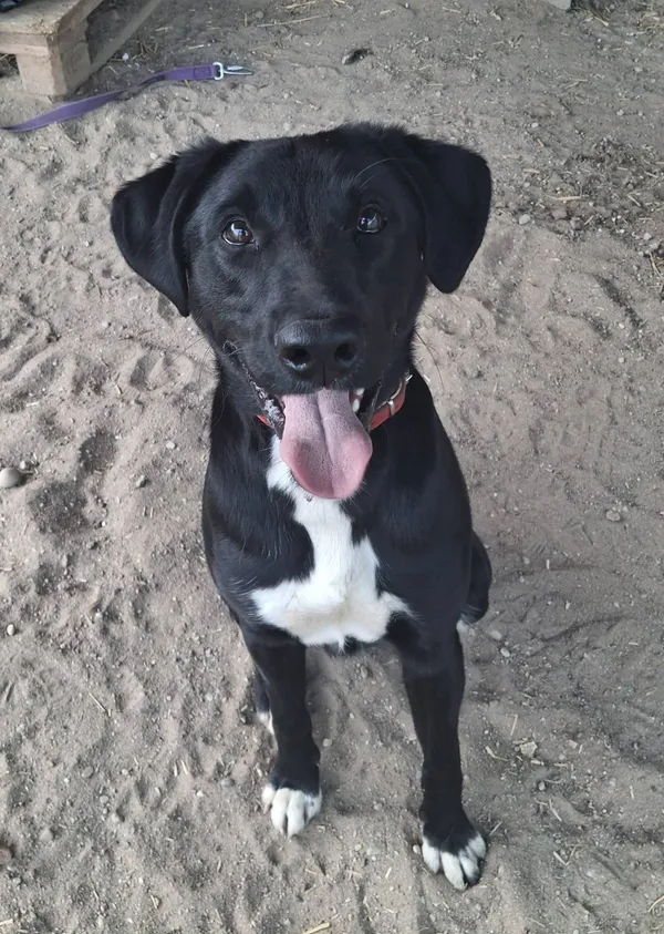 Pies do adopcji, Olsztyn, 27 marca 2025 (3/5)