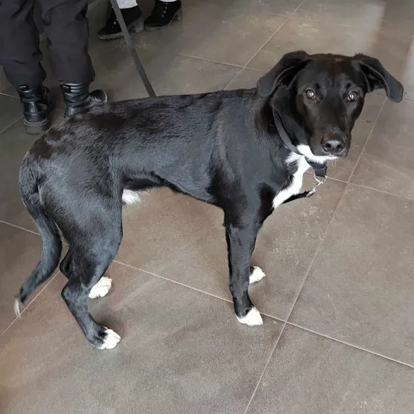 Pies do adopcji, Olsztyn, 27 marca 2025 (5/5)