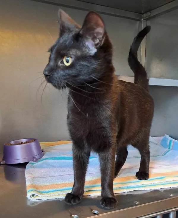 Znaleziono kota, Olsztyn, 26 marca 2025