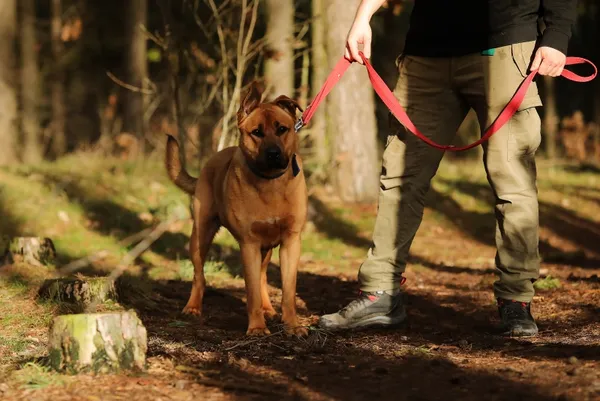 Pies do adopcji, Piła, 7 września 2023 (5/5)