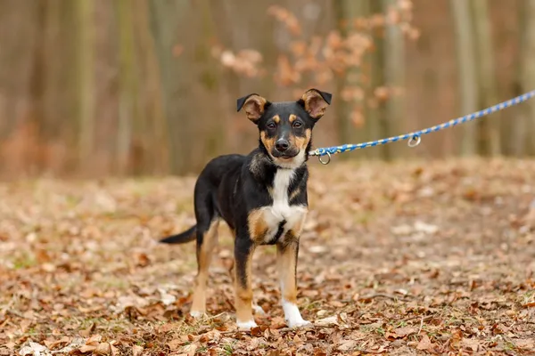 Pies do adopcji, Elbląg, 13 lutego 2025 (3/5)