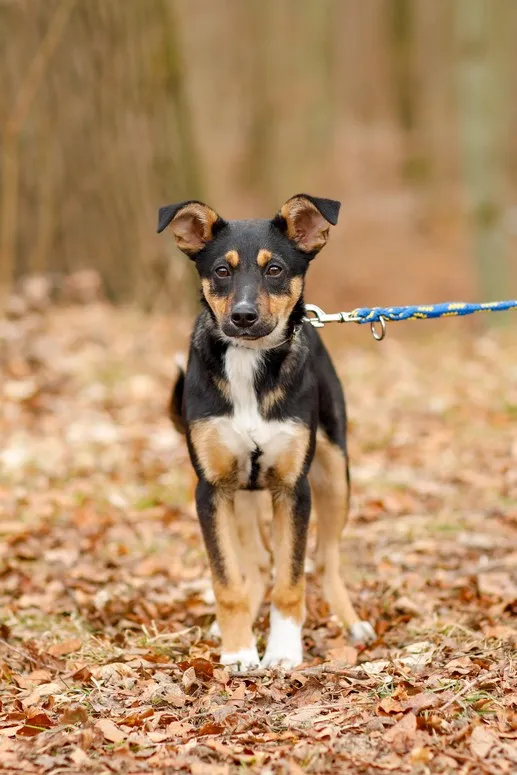 Pies do adopcji, Elbląg, 13 lutego 2025 (5/5)