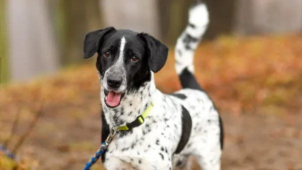 Pies do adopcji, Elbląg, 12 lutego 2025 (1/5)