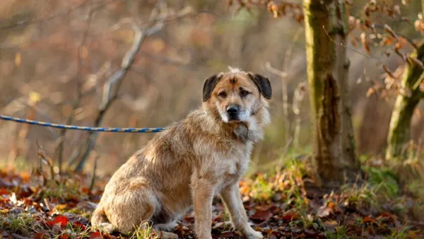 Pies do adopcji, Elbląg, 12 lutego 2025 (1/4)