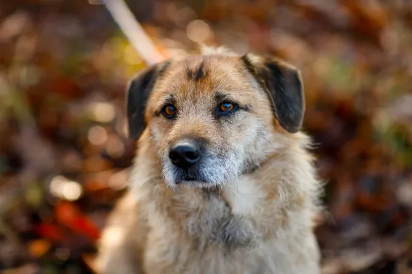 Pies do adopcji, Elbląg, 12 lutego 2025 (3/4)