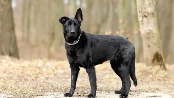 Pies do adopcji, Elbląg, 12 lutego 2025 (1/5)