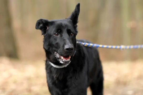 Pies do adopcji, Elbląg, 12 lutego 2025 (2/5)