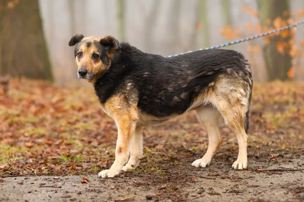 Pies do adopcji, Elbląg, 12 lutego 2025 (3/5)