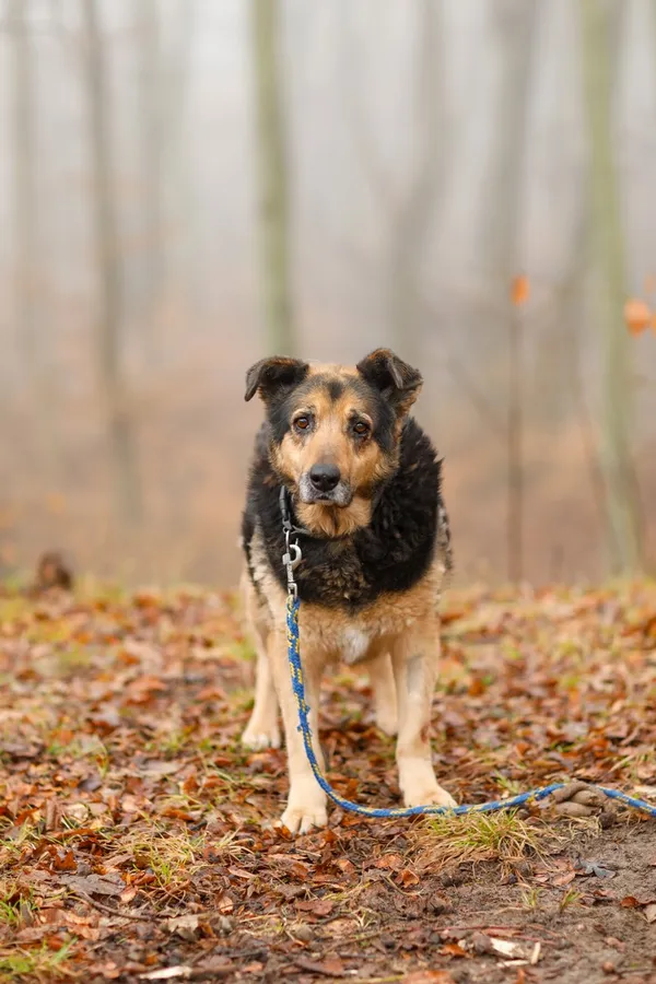 Pies do adopcji, Elbląg, 12 lutego 2025 (5/5)