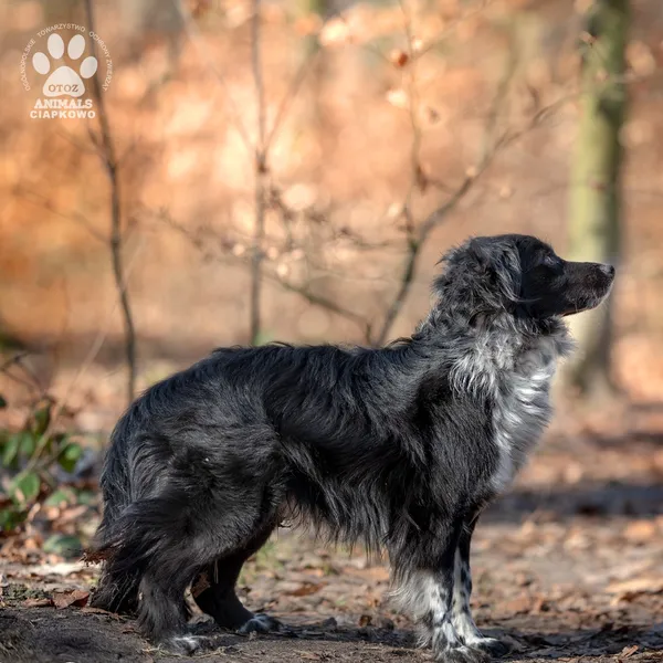 Pies do adopcji, Gdynia, 27 marca 2025 (4/4)