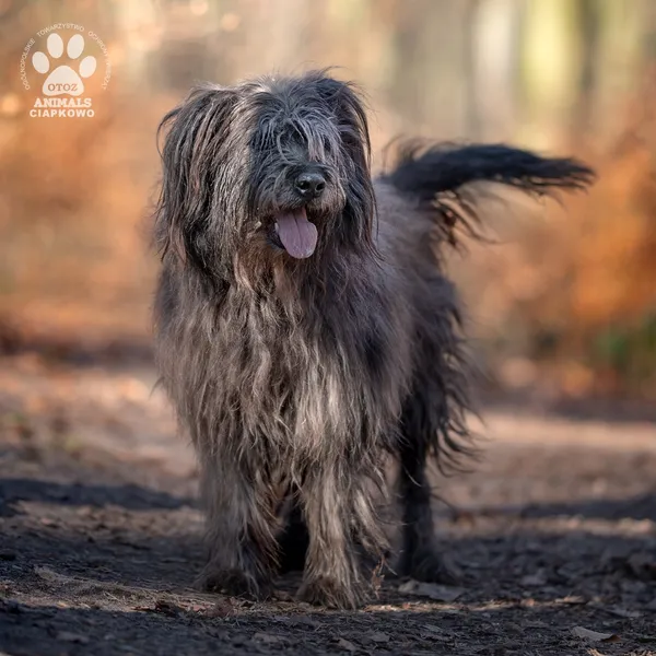 Pies do adopcji, Gdynia, 27 marca 2025 (4/4)