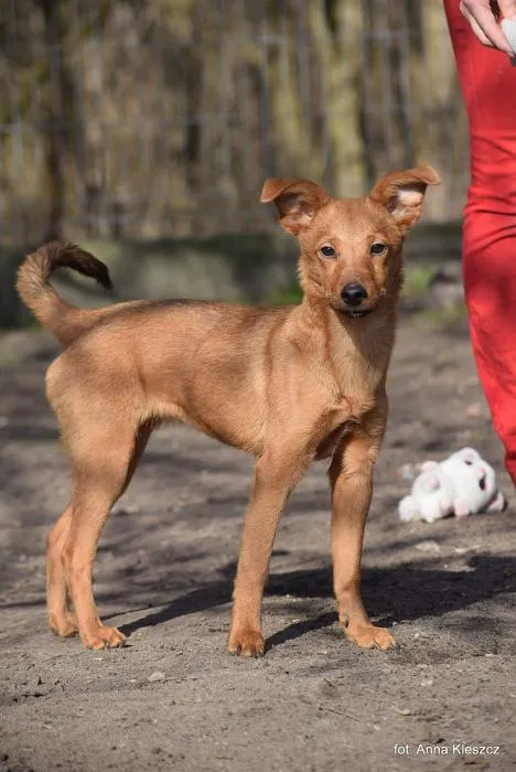 Znaleziono psa, Toruń, 13 lutego 2025