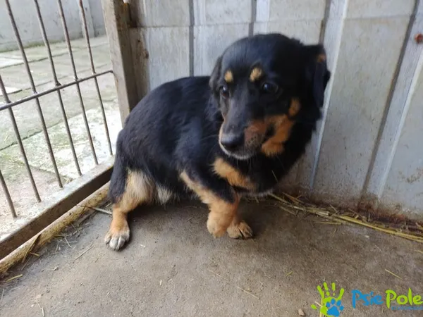 Znaleziono psa, Racławice, 22 marca 2025 (1/5)