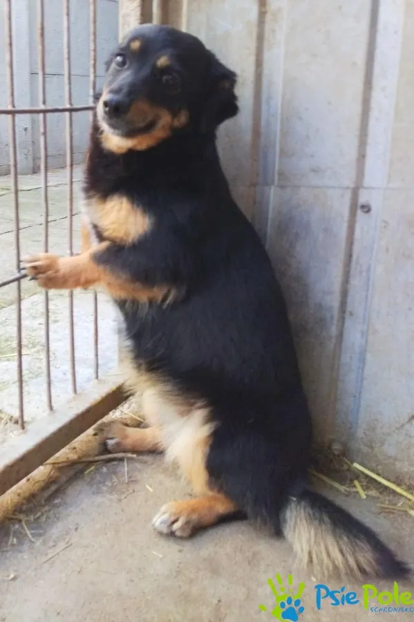 Znaleziono psa, Racławice, 22 marca 2025 (2/5)