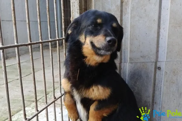 Znaleziono psa, Racławice, 22 marca 2025 (5/5)