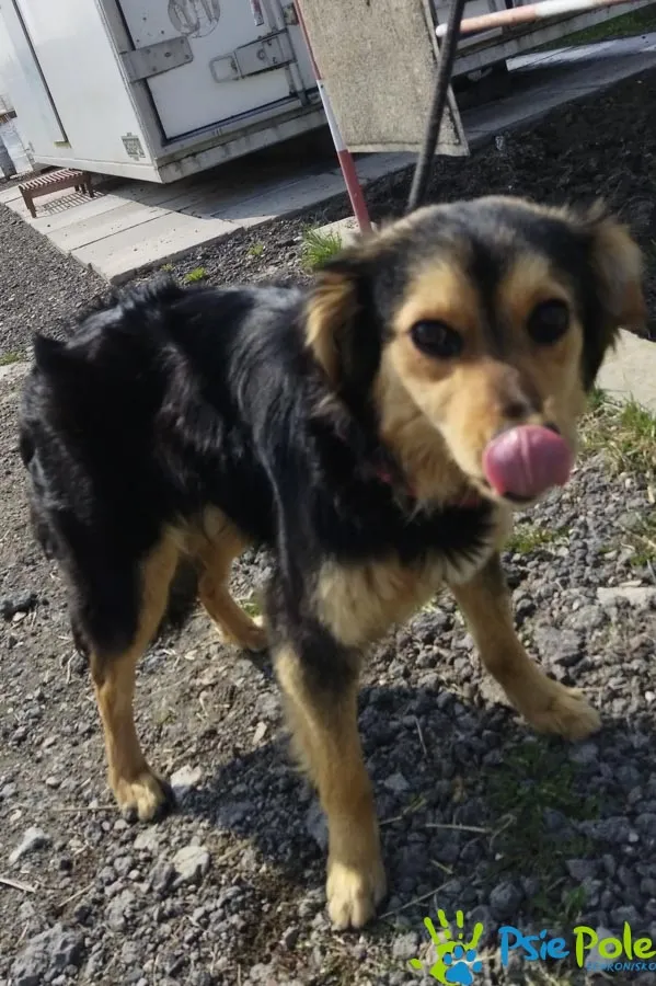 Znaleziono psa, Racławice, 22 marca 2025 (1/5)