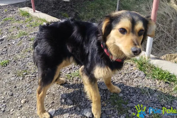 Znaleziono psa, Racławice, 22 marca 2025 (2/5)