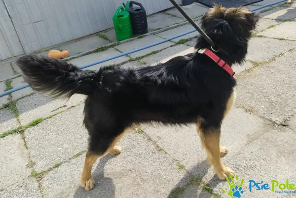 Znaleziono psa, Racławice, 22 marca 2025 (3/5)