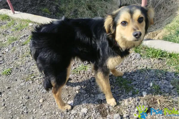 Znaleziono psa, Racławice, 22 marca 2025 (5/5)