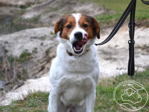 Pies do adopcji, Chełmek, 10 marca 2025