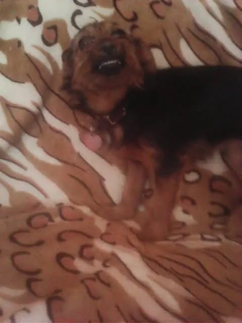 Zaginął pies, Łódź, 27 marca 2025