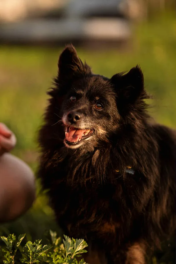 Znaleziono psa, Szczecin, 27 marca 2025 (2/5)