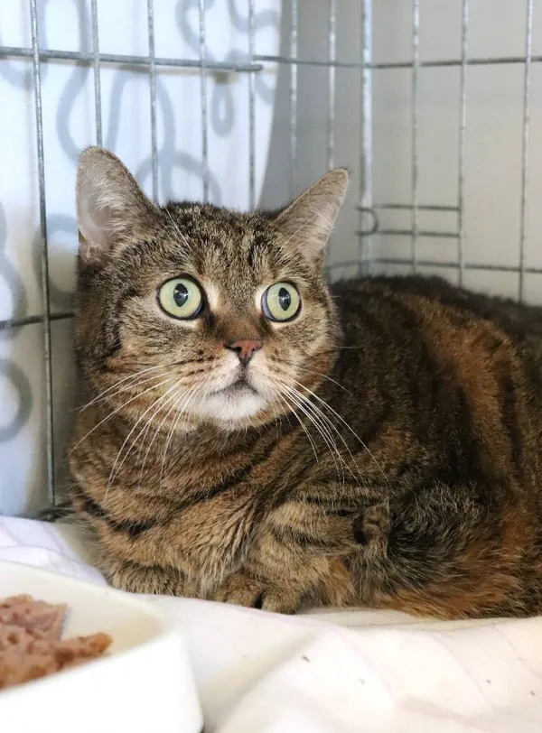 Znaleziono kota, Łódź, 28 marca 2025 (1/3)