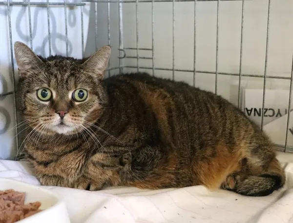 Znaleziono kota, Łódź, 28 marca 2025 (2/3)