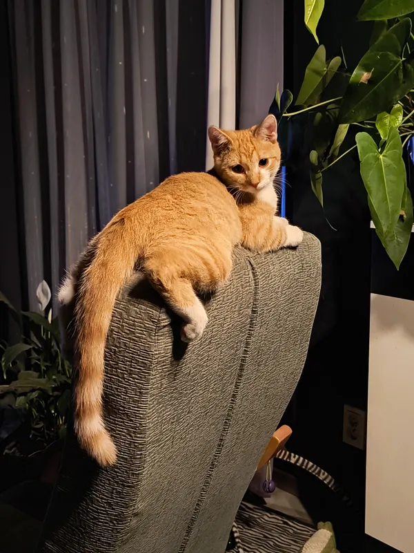 Zaginął kot, Ostrówek, 28 marca 2025