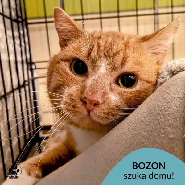 Kot do adopcji, Gdynia, 27 marca 2025 (1/5)