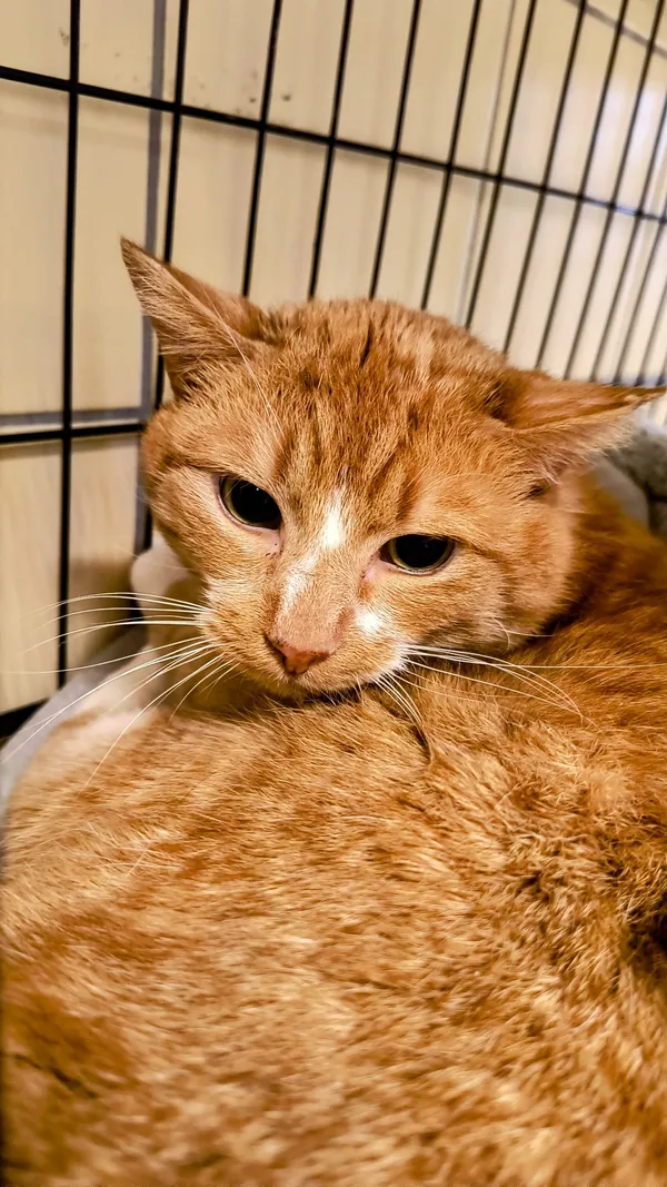 Kot do adopcji, Gdynia, 27 marca 2025 (2/5)