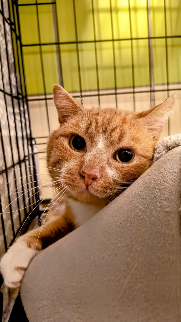 Kot do adopcji, Gdynia, 27 marca 2025 (3/5)