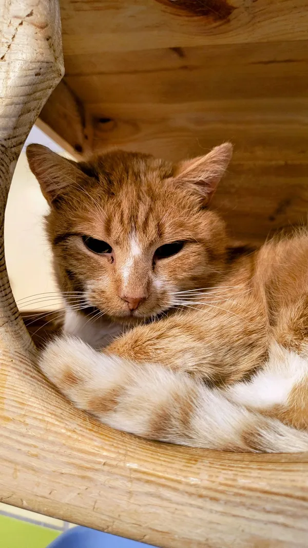 Kot do adopcji, Gdynia, 27 marca 2025 (5/5)