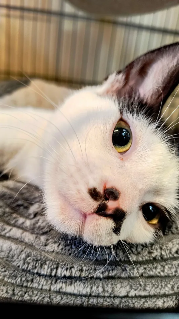 Kot do adopcji, Gdynia, 27 marca 2025 (2/4)