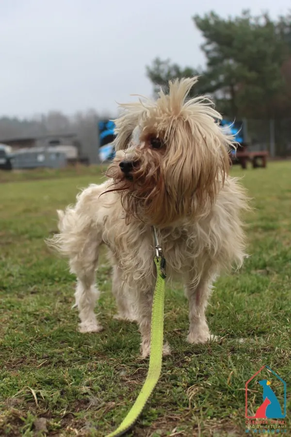 Pies do adopcji, Grudziądz, 26 marca 2025