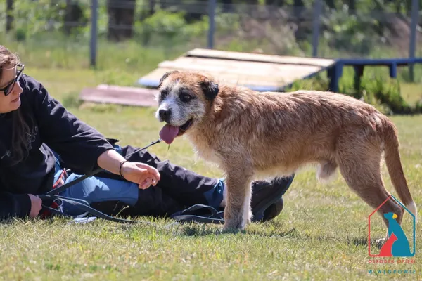 Pies do adopcji, Grudziądz, 11 marca 2025 (5/5)