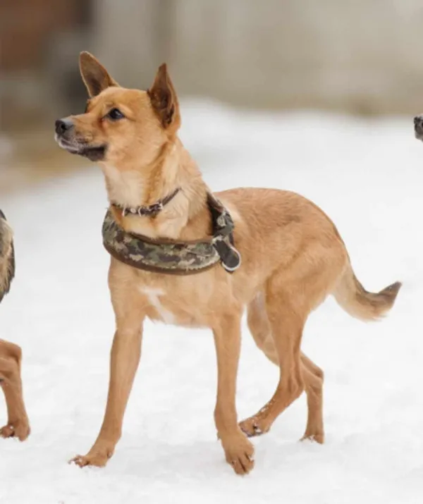 Zaginął pies, Łódź, 28 marca 2025