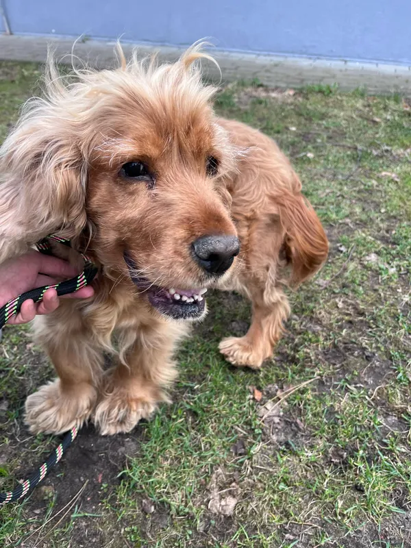 Pies do adopcji, Włocławek, 27 marca 2025 (1/5)