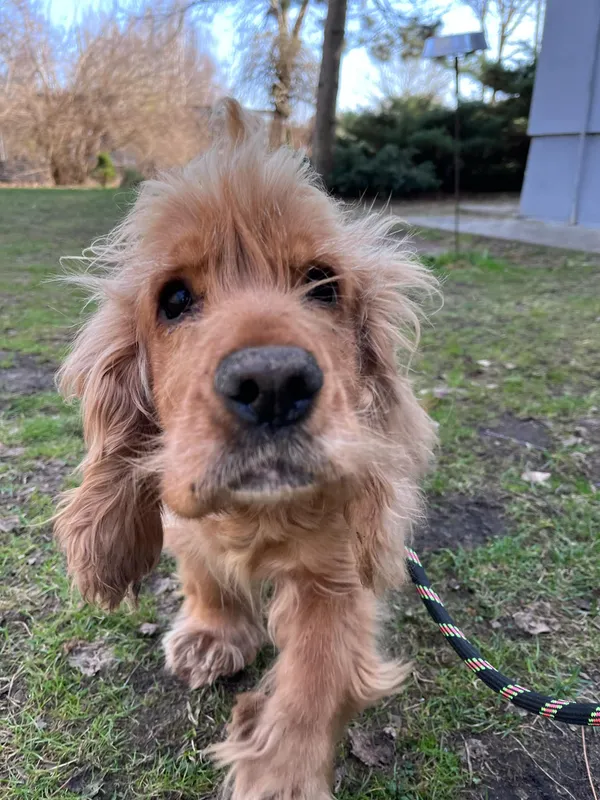 Pies do adopcji, Włocławek, 27 marca 2025 (2/5)