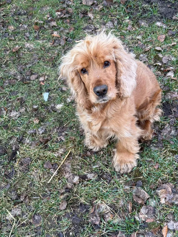 Pies do adopcji, Włocławek, 27 marca 2025 (4/5)