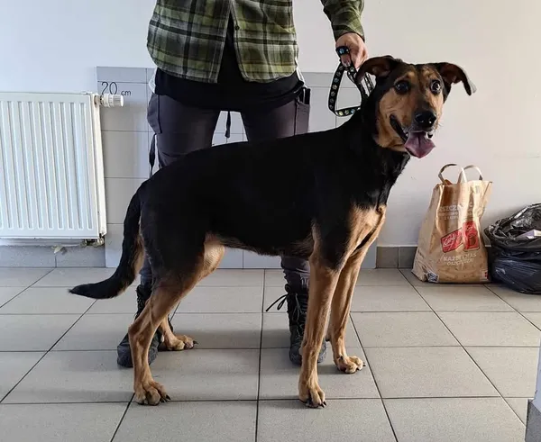 Znaleziono psa, Lublin, 28 marca 2025