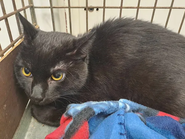 Kot do adopcji, Olsztyn, 12 marca 2025 (2/2)