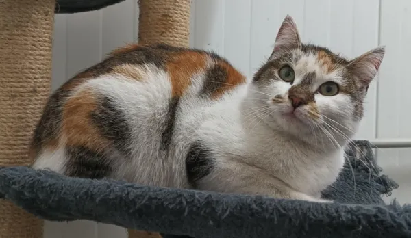 Znaleziono kota, Pieckowo, 28 marca 2025 (1/2)